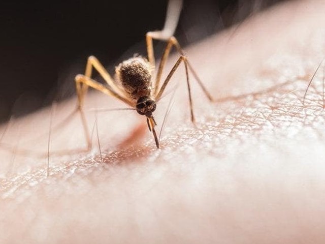 3 consejos para combatir los mosquitos en verano
