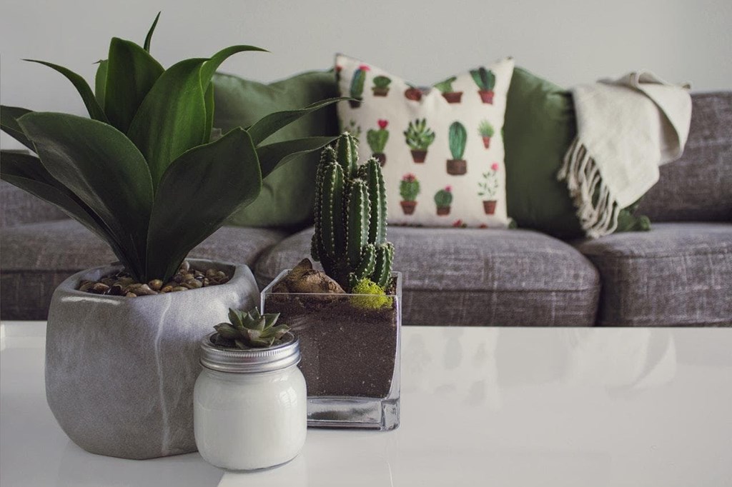 ¿Cómo decorar con plantas de interior una vivienda?