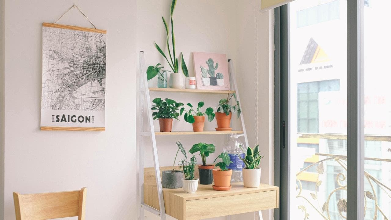 ¿Cómo decorar con plantas de interior una vivienda? - Imagen 1