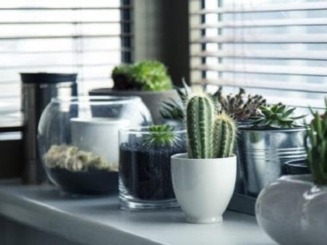 Las plantas para decorar tu casa , todo beneficios
