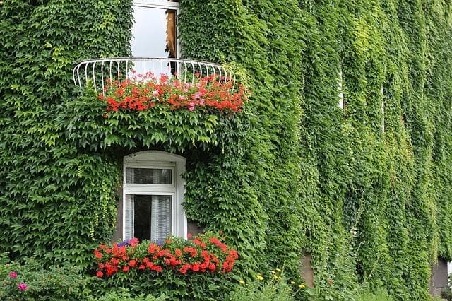 Las plantas para decorar tu casa, todo beneficios - Imagen 3